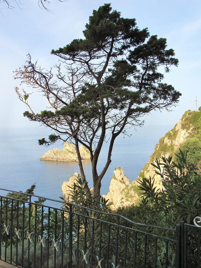 Lone Tree of Corfu Photograph by Barbara Ebeling