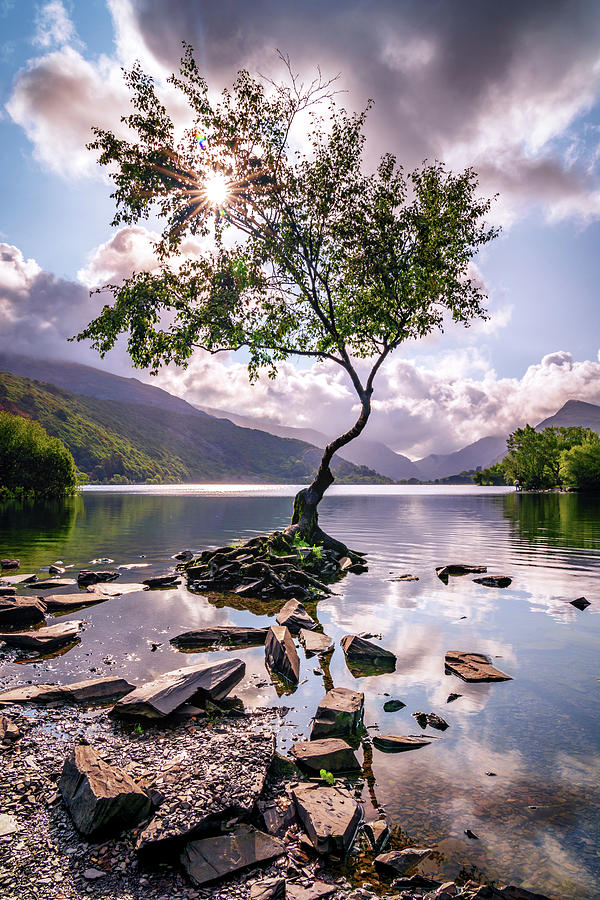 Lone Tree of Llanberis Photograph by Framing Places