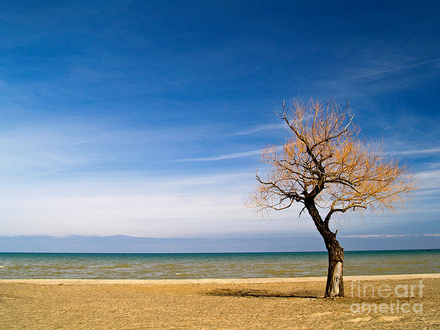 Lone tree on beach Photograph by Emilio Lovisa