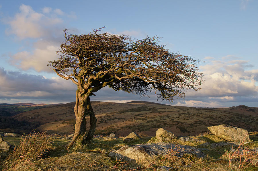 Lone tree on Dartmoor Photograph by Pete Hemington