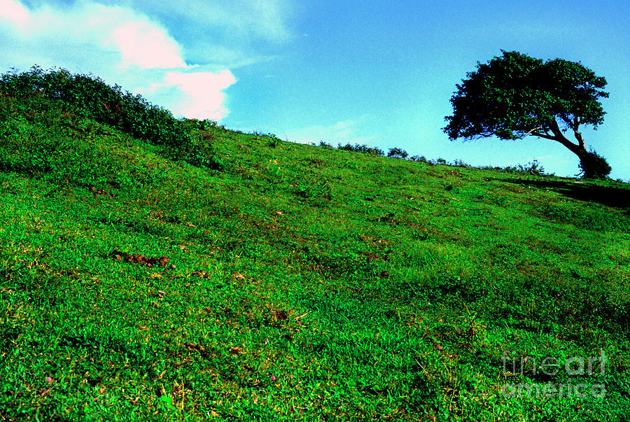 Lone Tree on Hill  Photograph by Thomas R Fletcher