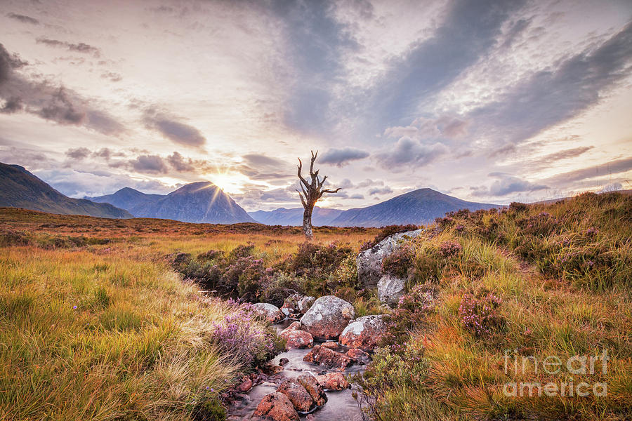 Sunset Photograph - Lone Tree on Rannoch Moor in Scotland by Colin and Linda McKie