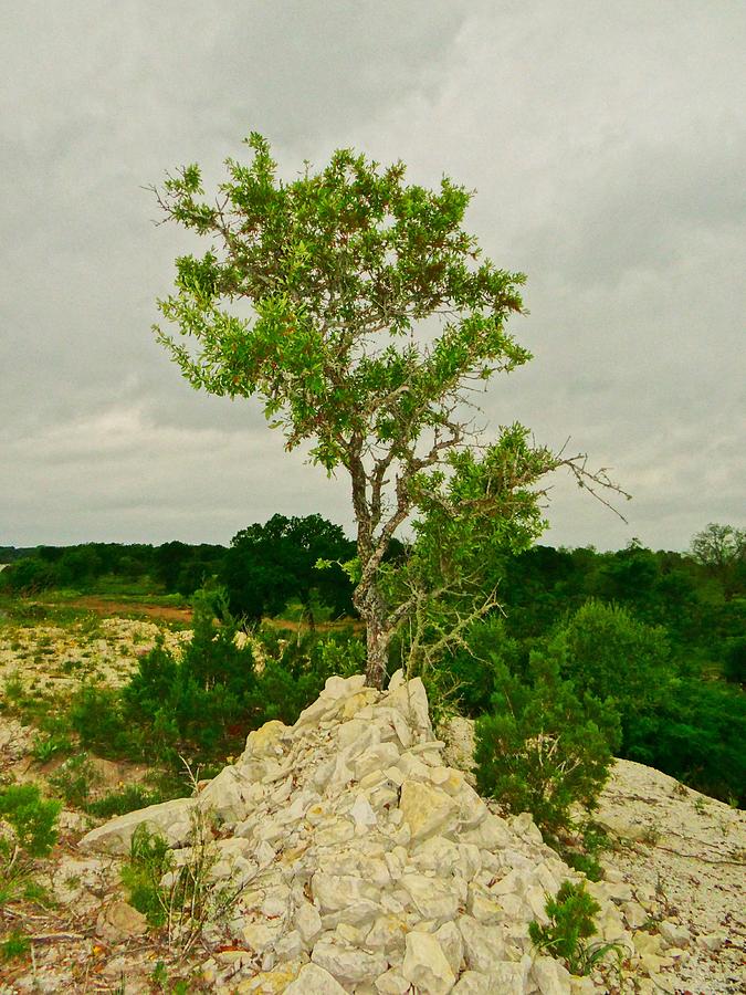 Lone Tree on Rock Photograph by Doris Aguirre