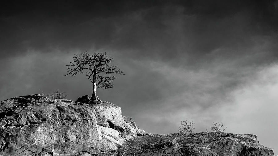 Lone Tree On Rocks - Black And White Photograph by Stephen Holst