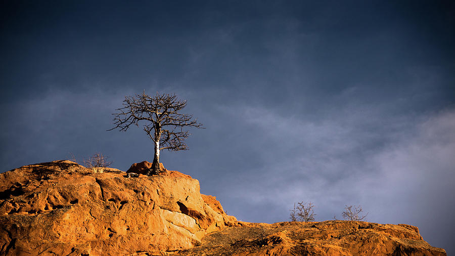 Lone Tree On Rocks - Color Photograph by Stephen Holst