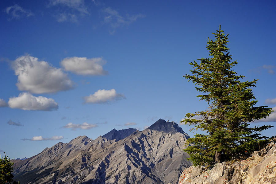 Lone Tree on Sanson Peak Photograph by Mary Lee Dereske