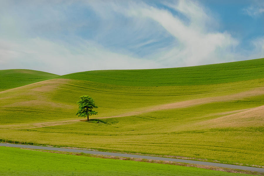 Tree Photograph - Lone Tree on the Idaho Palouse by Alvin Kroon