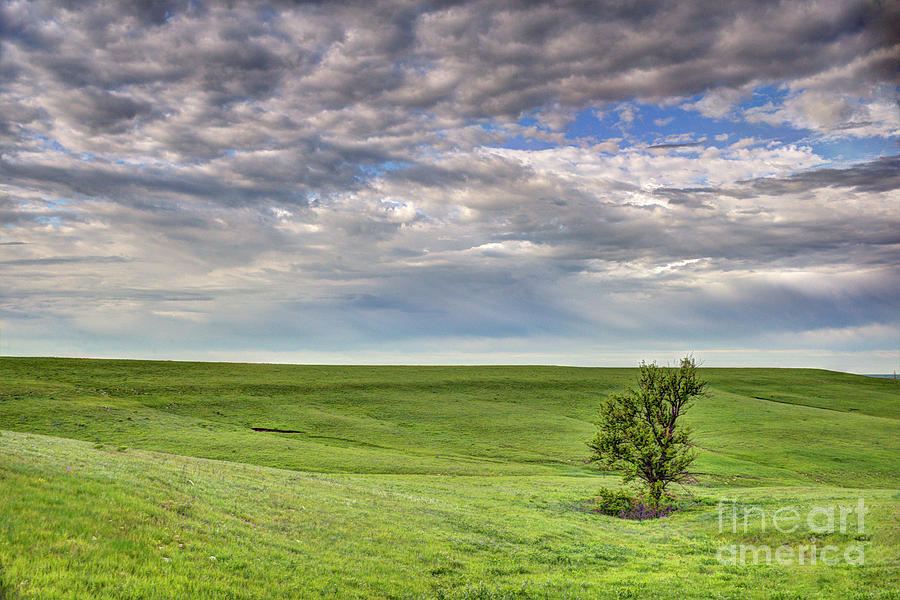 Lone Tree On The Prairie Photograph by Jean Hutchison