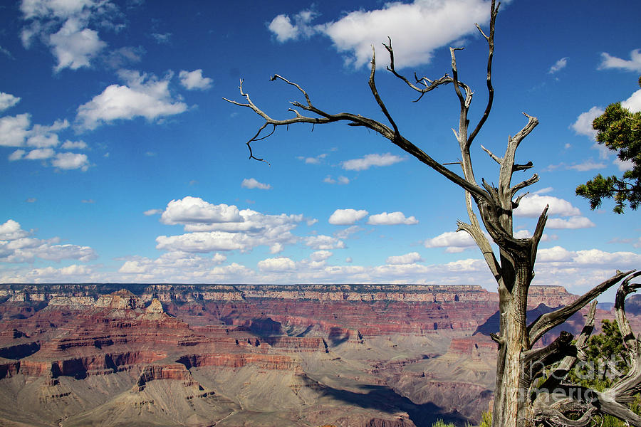 Lone Tree over Grand Canyon Photograph by George Lehmann