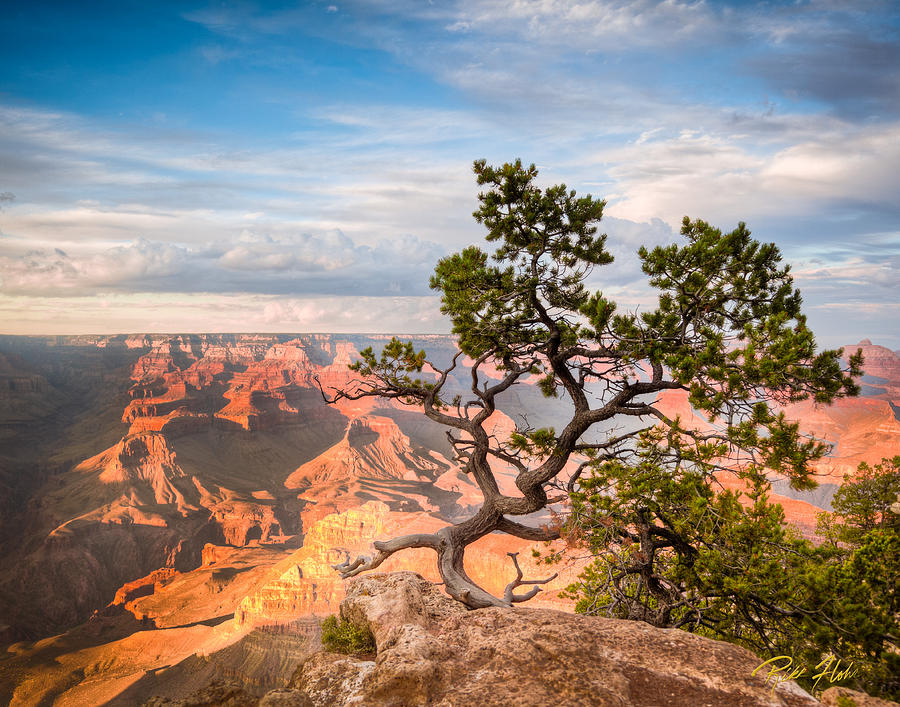 Lone Tree over Grand Canyon  Photograph by Rikk Flohr