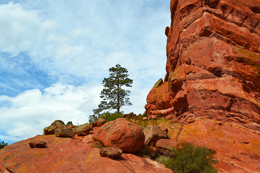 Lone Tree Red Rocks Park Colorado - photography Photograph by Ann Powell