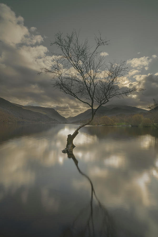 Castle Photograph - Lone Tree Reflection by Andy Astbury
