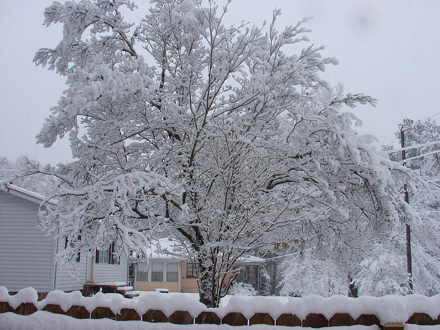 Lone Tree Photograph by Renee Cain-Rojo - Fine Art America