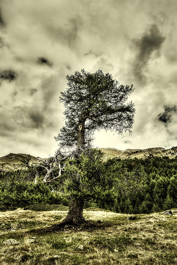 Lone tree Photograph by Roberto Pagani