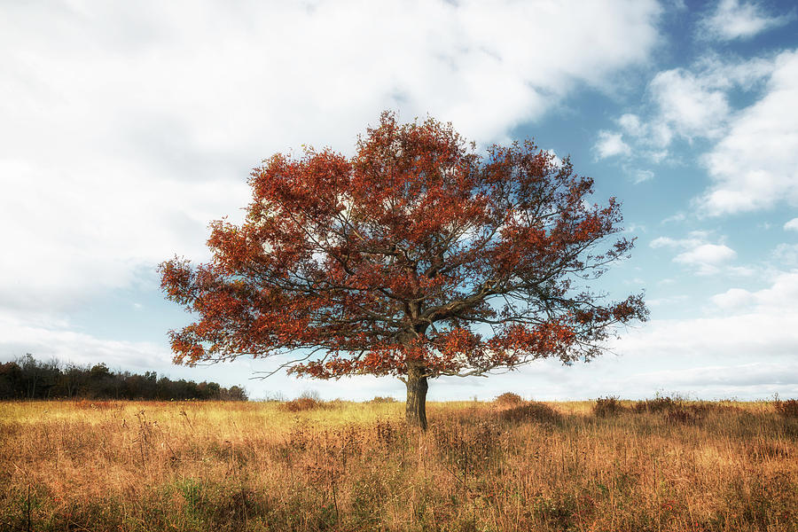 Lone Tree Photograph by Ryan Wyckoff
