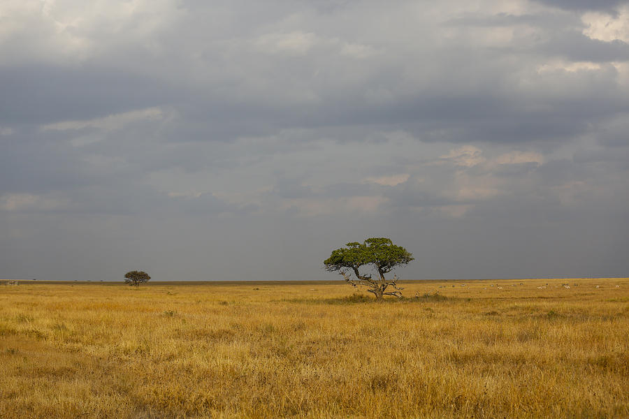 Lone Tree Serengeti 2 Photograph by Kathy Adams Clark