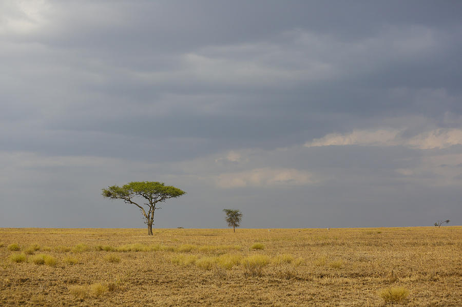 Lone Tree Serengeti Photograph by Kathy Adams Clark