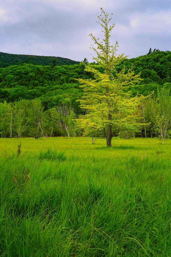 Lone Tree Sieur de Mont Woodland Acadia Photograph by Jeff Sinon