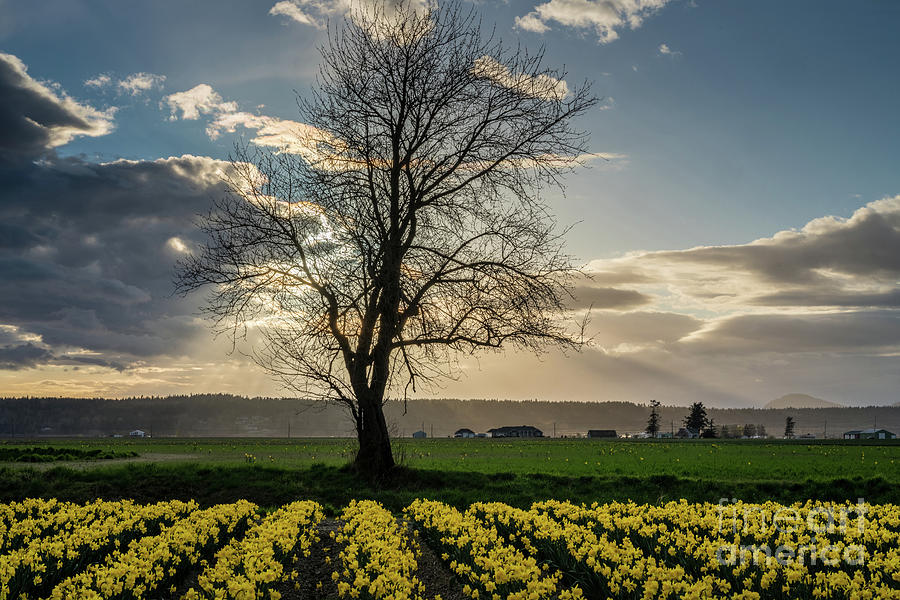 Lone Tree Skagit Valley Daffodils Photograph by Mike Reid