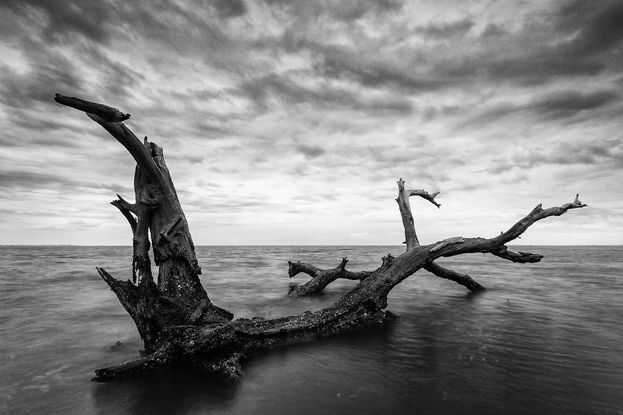 Lone Tree Photograph by Stefan Mazzola