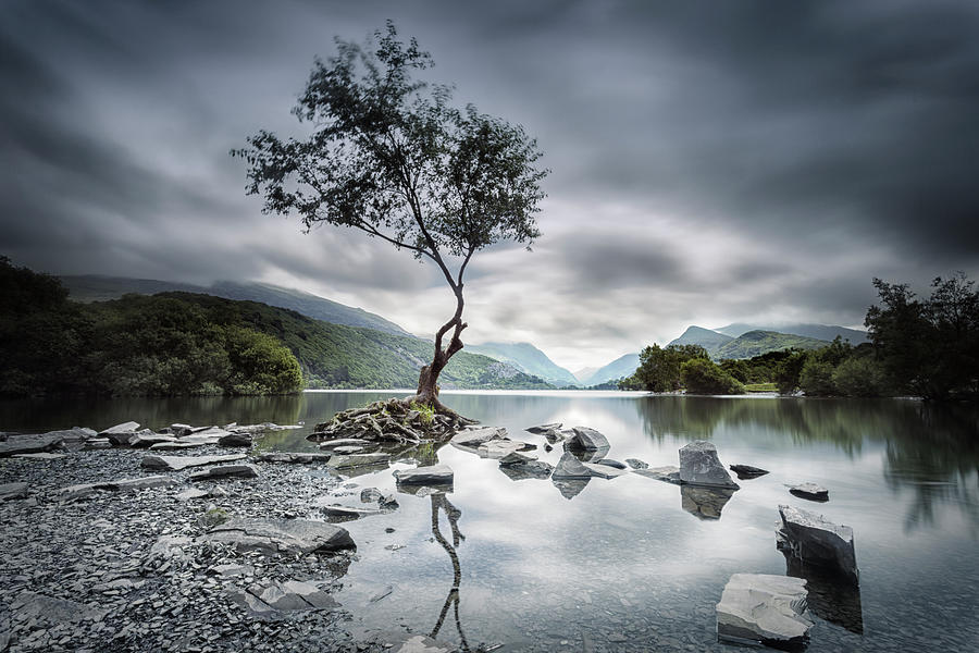 Lone Tree Photograph - Lone Tree by Steve Caldwell