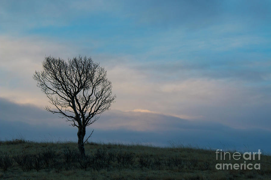 Lone Tree Photograph by Steven Krull