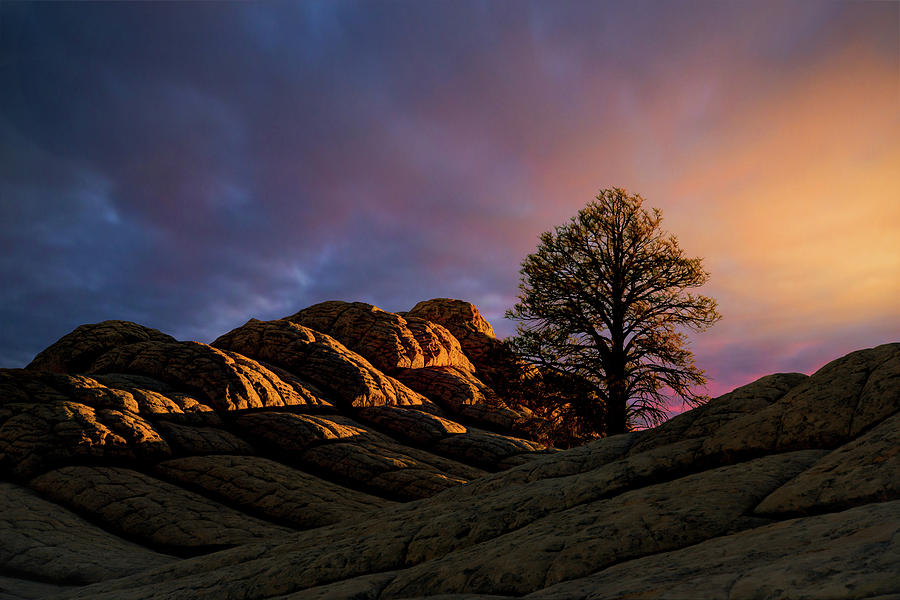 Lone Tree Photograph by Steven Howa - Fine Art America