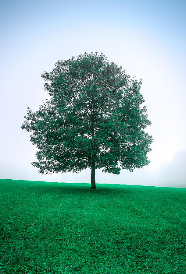 Lone Tree Photograph by Steven Maxx