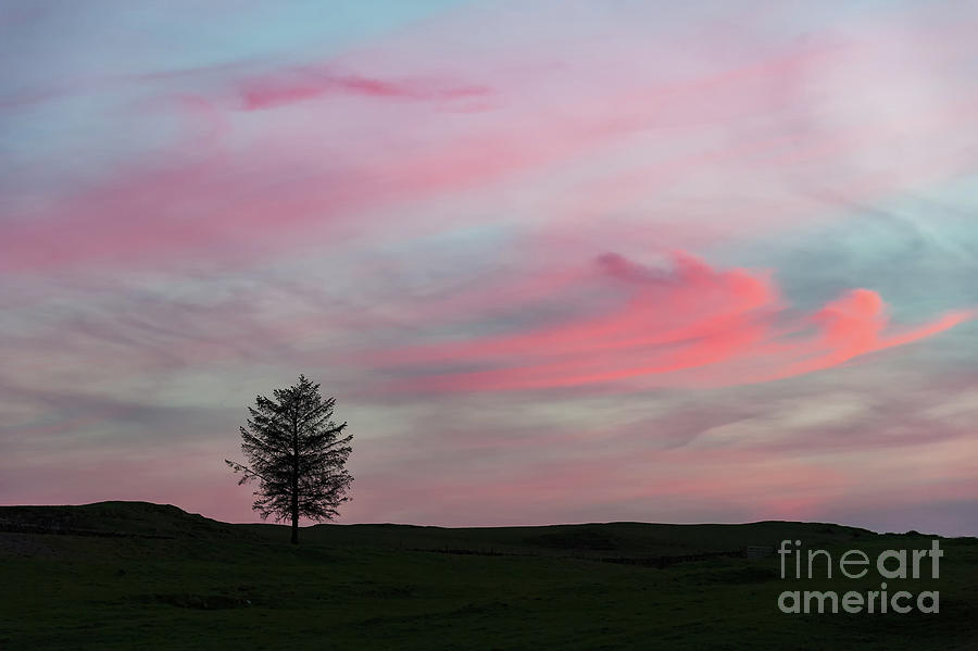 Sunset Photograph - Lone Tree Sunset by Alexis Manson
