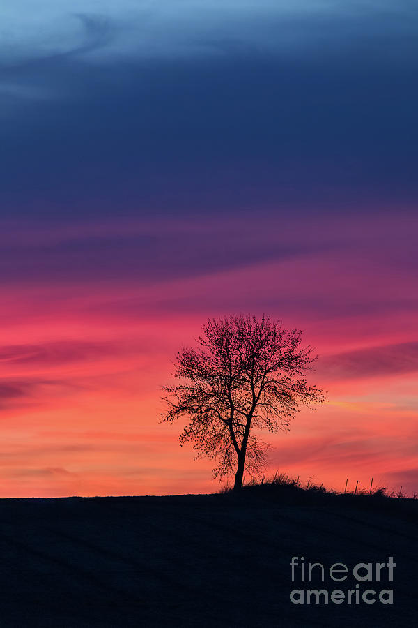 Lone Tree Sunset Photograph by Ernesto Ruiz