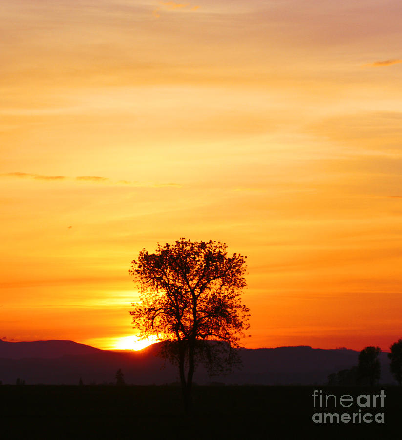 Lone Tree Sunset Photograph by Nick Gustafson