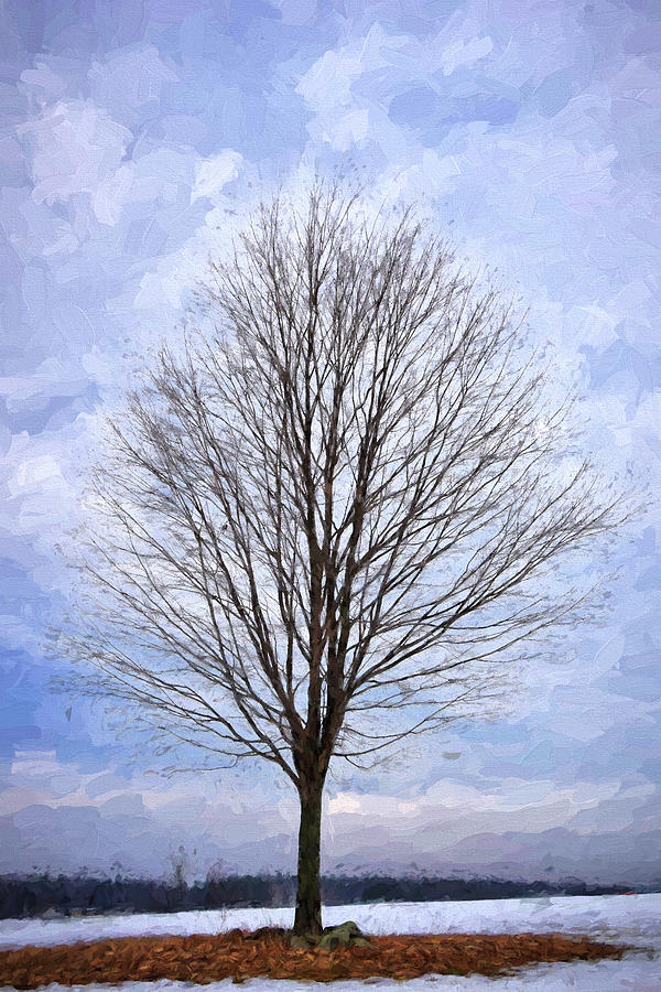 Lone Tree Photograph by Tricia Marchlik