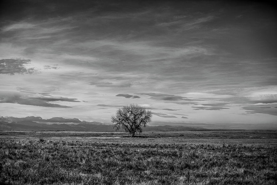 Lone Tree Photograph by Ty Helbach