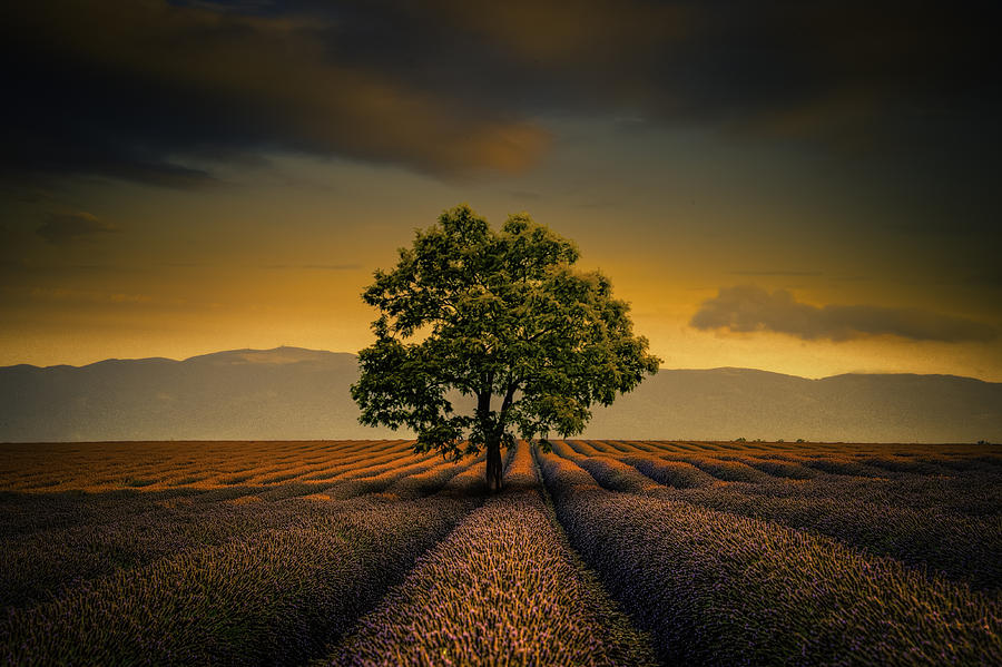 France Photograph - Lone Tree Valensole by Alexander Hill