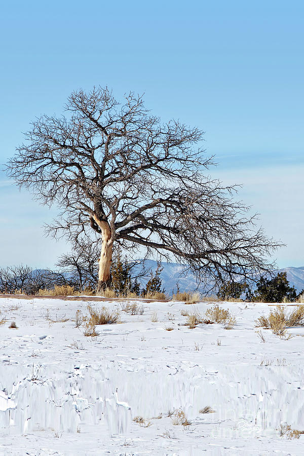 Lone Tree Winter Scene Photograph by Gabriele Pomykaj