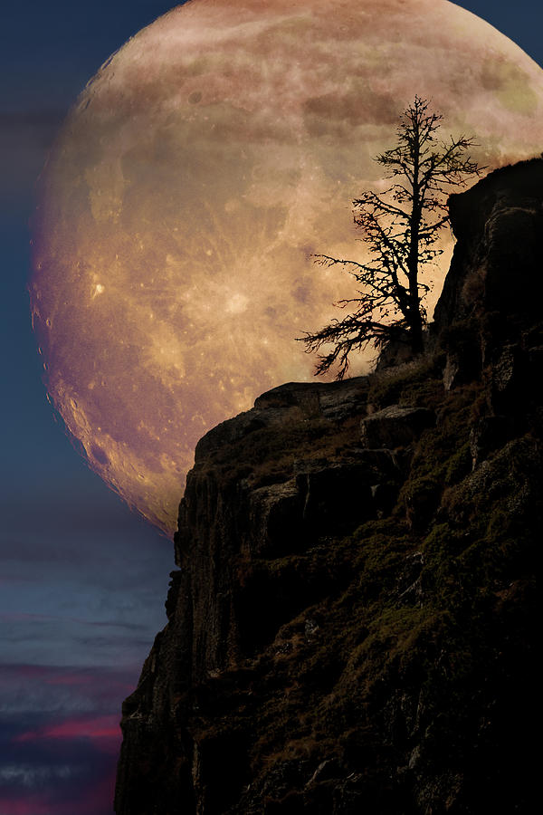 Lone tree with super moon Photograph by Mihai Andritoiu