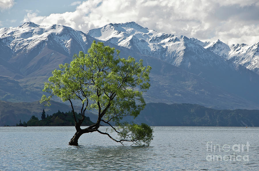 Lone tree.Lake Wanaka, New Zealand Photograph by Yurix Sardinelly