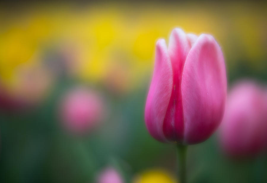 Lone Tulip Photograph by Joye Ardyn Durham