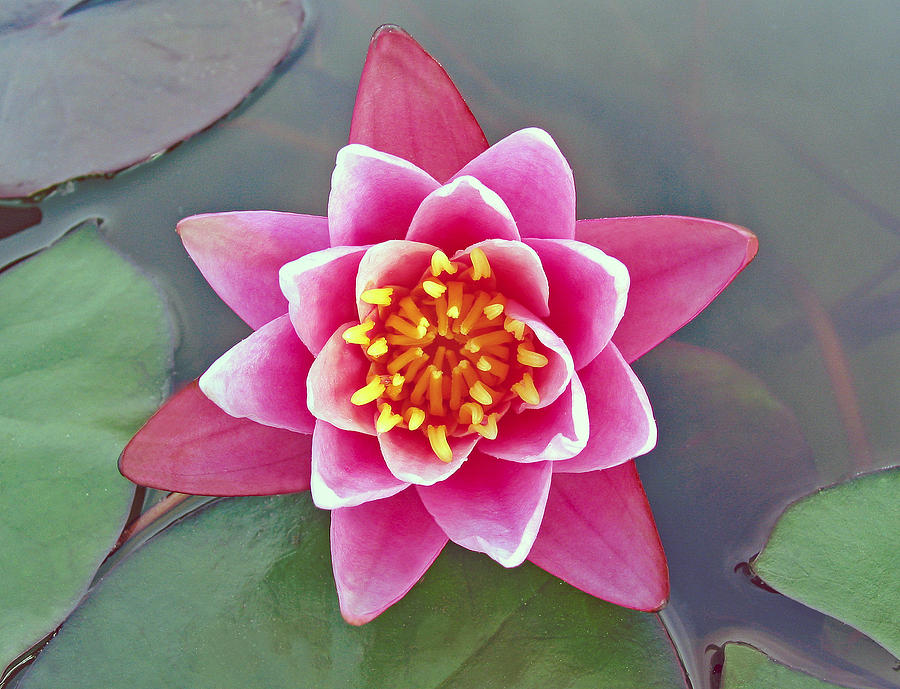 Lone Water Lily and Symmetry Photograph by Allan Levin