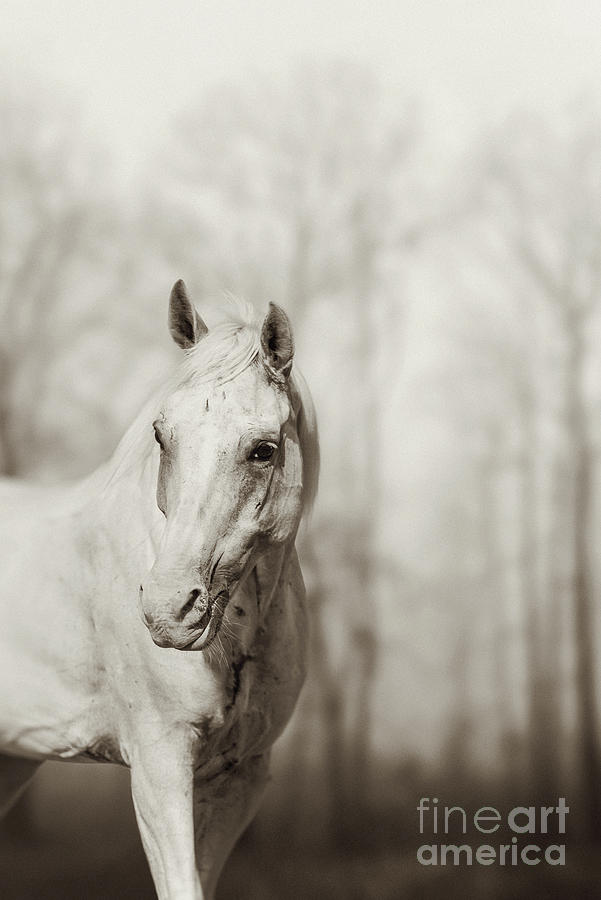 Lone white wild horse Photograph by Dimitar Hristov