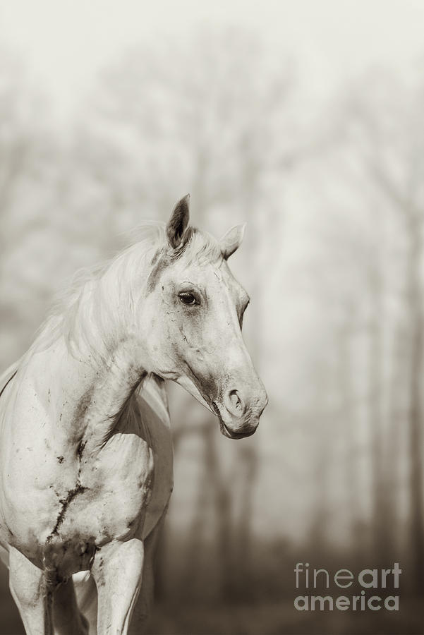 Lone white wild horse II Photograph by Dimitar Hristov