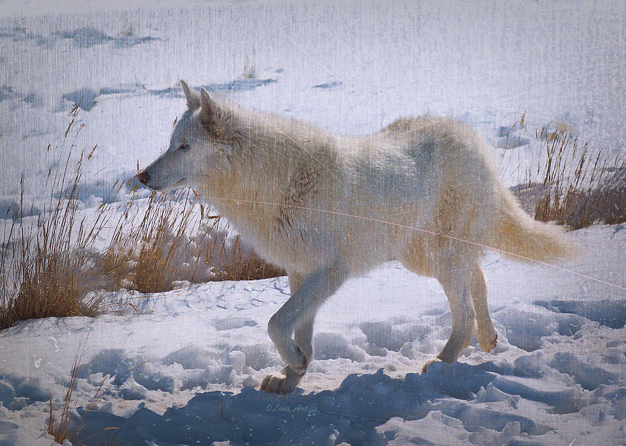 Lone White Wolf Photograph by Lena Owens - OLena Art Vibrant Palette Knife and Graphic Design