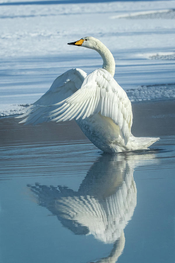 Lone Whooper Swan Photograph by Steven Upton