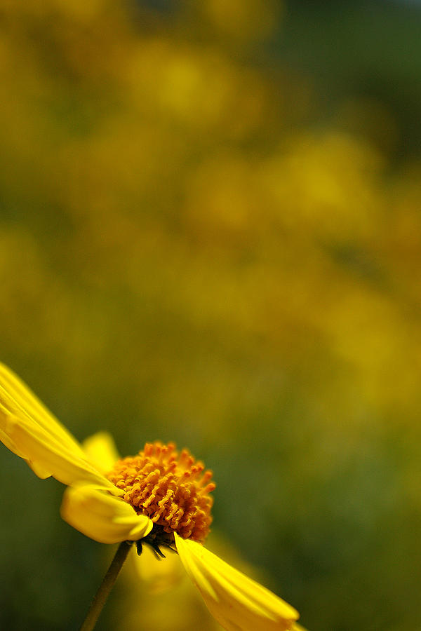 Lone Wildflower - yellow Photograph by Jill Reger
