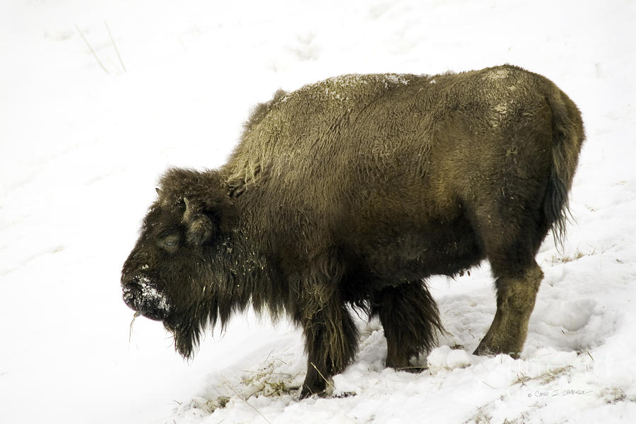 Lone Winter Buffalo Eating Photograph by Craig J Satterlee