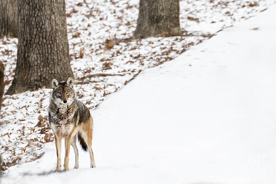 Lone Winter Coyote Photograph by Andrea Silies