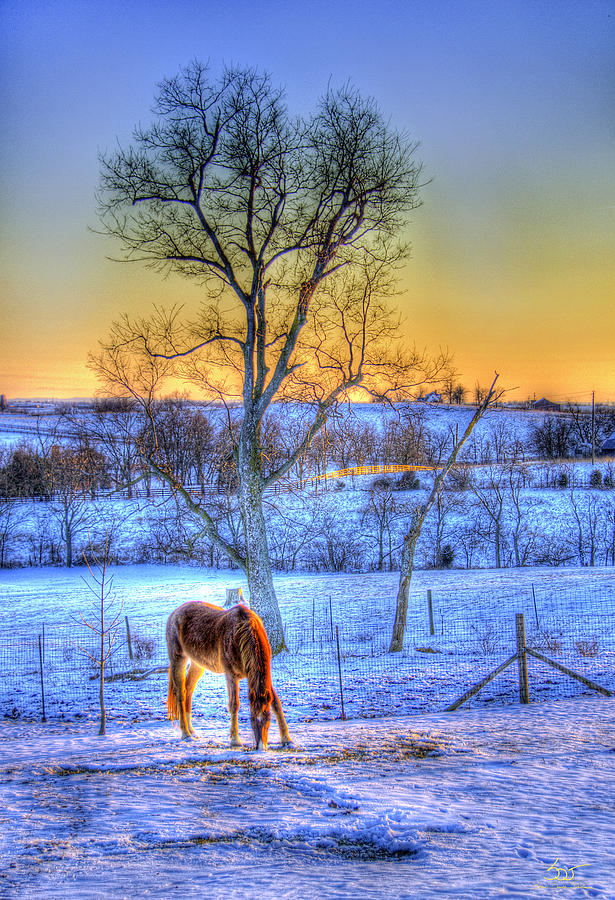 Lone Winter Horse Photograph by Sam Davis Johnson