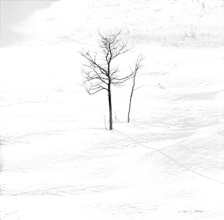 Lone Winter Tree Photograph by Craig J Satterlee