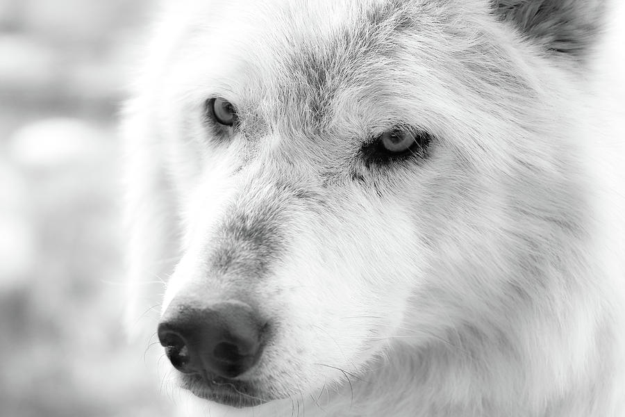 Lone Wolf Photograph by Athena Mckinzie