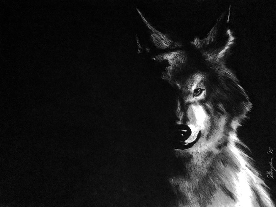 Nature Drawing - Lone wolf by Benjamin Gassmann